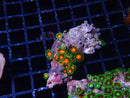 Ultra Zoa Rock