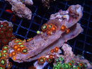 Ultra Zoa Rock