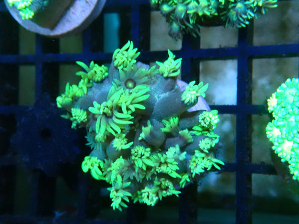 Monsoon Aquatics Green Goni Frag