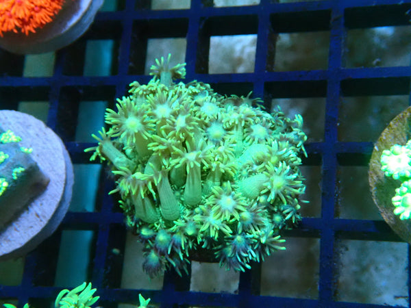 Monsoon Aquatics Green Goni Frag