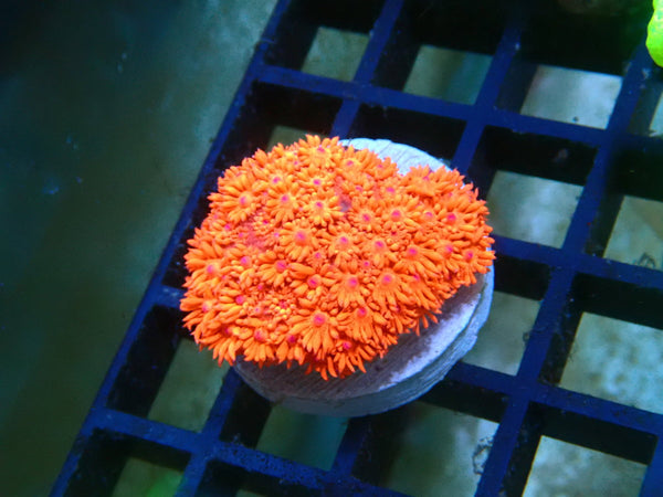 Red Goni Frag