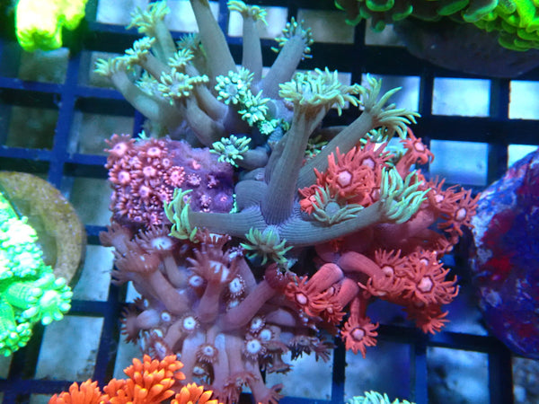 Monsoon Aquatics Goni Garden