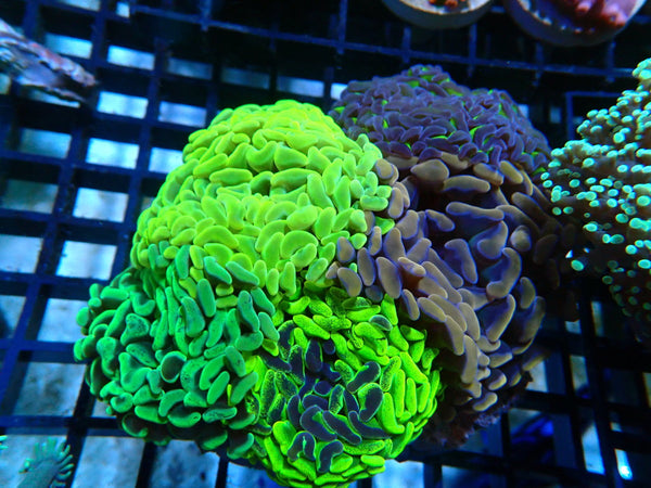 Monsoon Aquatics Para Hammer Garden