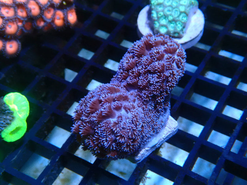 Purple Goni Frag