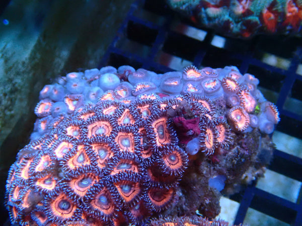 Zoa Rock medium