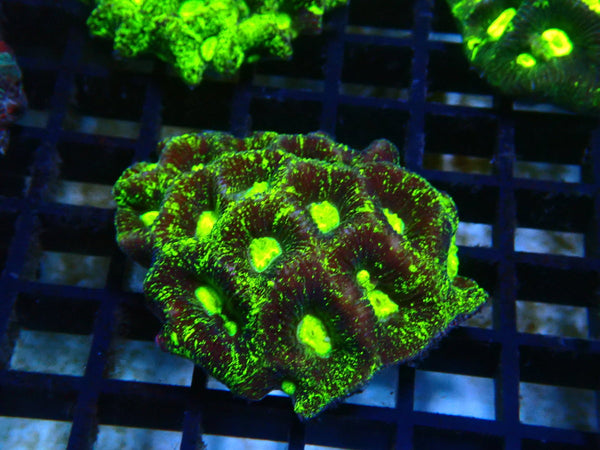 Goniastrea small