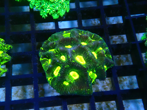 Goniastrea small