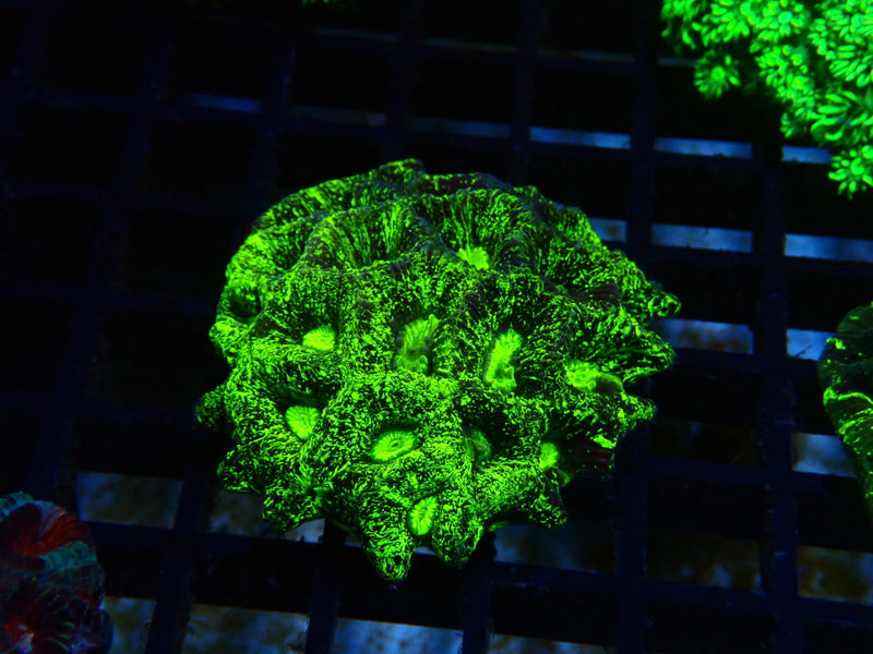 Goniastrea small