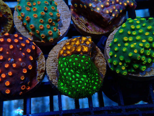 Monsoon Aquatics Leptastrea duo Frag