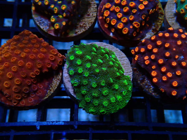 Monsoon Aquatics Cyphastrea Frag