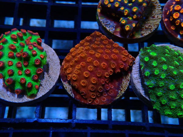 Monsoon Aquatics Cyphastrea Frag