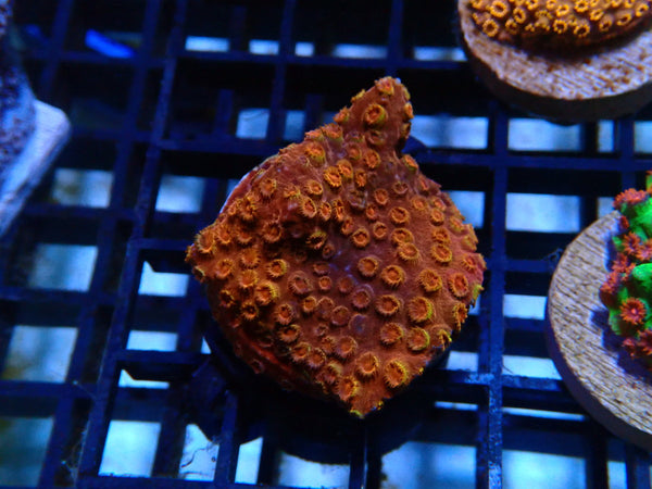 Monsoon Aquatics Cyphastrea Frag