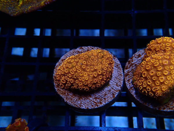 Monsoon Aquatics Pavona Maldivensis Frag
