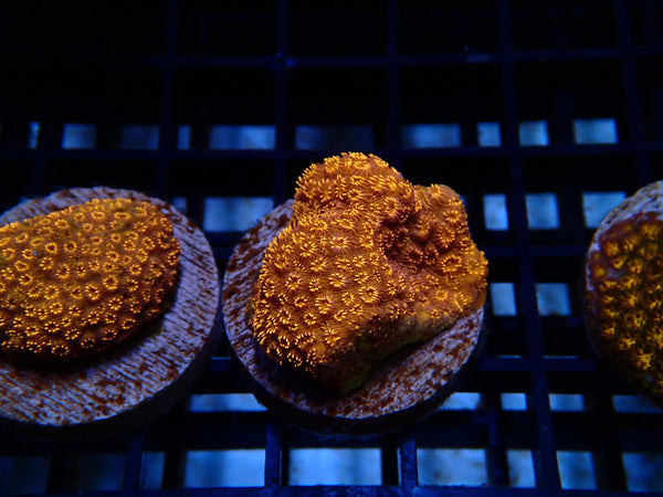 Monsoon Aquatics Pavona Maldivensis Frag