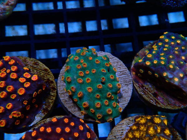 Monsoon Aquatics Cyphastrea Frag