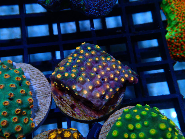 Monsoon Aquatics Cyphastrea Frag