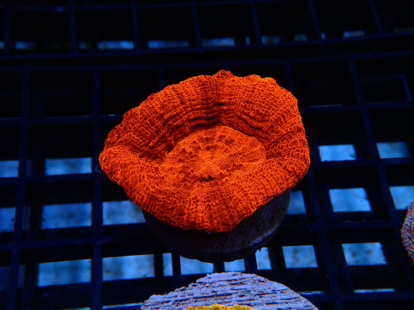 Monsoon Aquatics Ultra Bowerbanki Frag