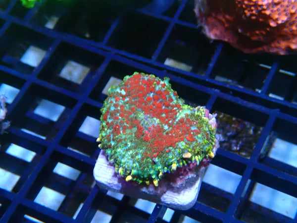 Rhodactis