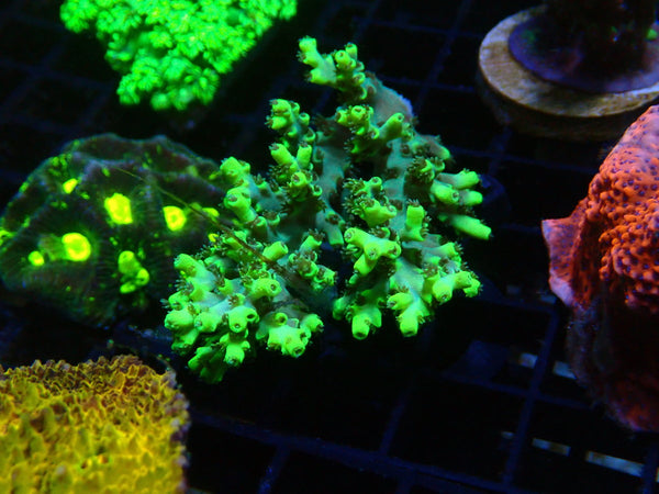 Monsoon Aquatics Acropora Frag (no plug)
