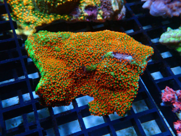 Ultra Montipora medium