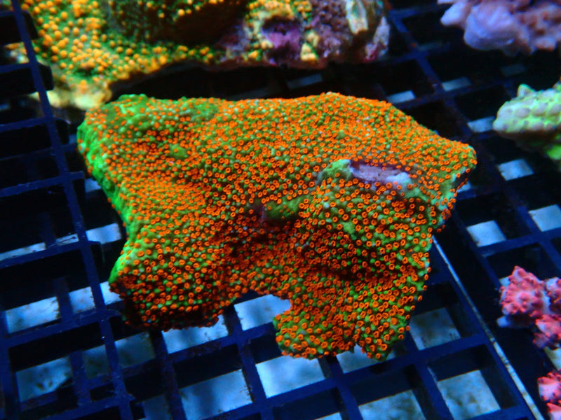 Ultra Montipora medium