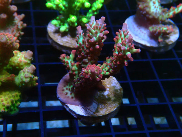 Monsoon Aquatics Acropora Frag