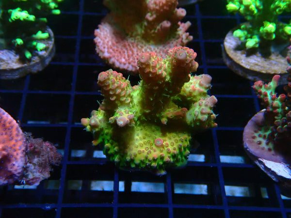 Monsoon Aquatics Acropora Frag