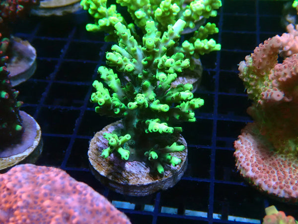 Monsoon Aquatics Acropora Frag