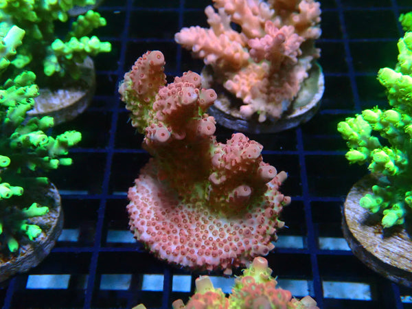 Monsoon Aquatics Acropora Frag