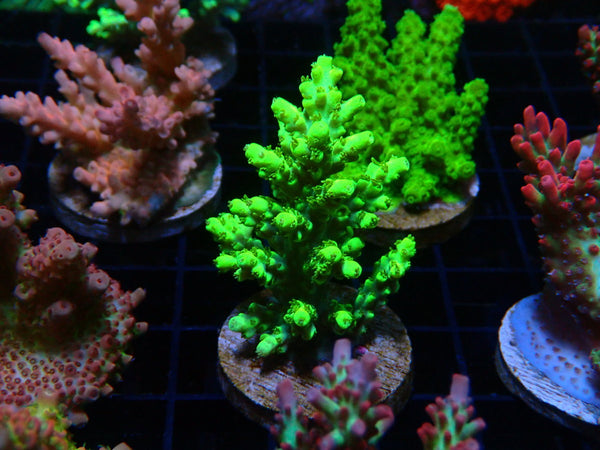 Monsoon Aquatics Acropora Frag