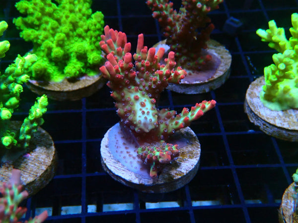 Monsoon Aquatics Acropora Frag