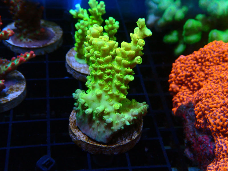 Monsoon Aquatics Acropora Frag