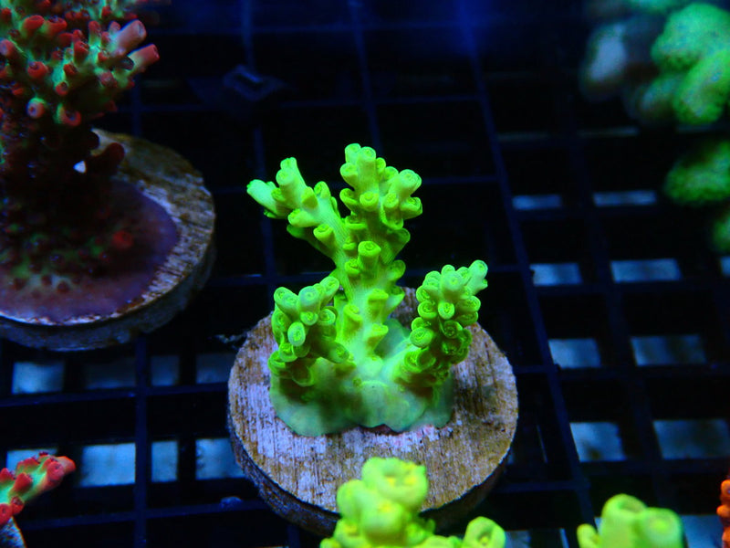 Monsoon Aquatics Acropora Frag