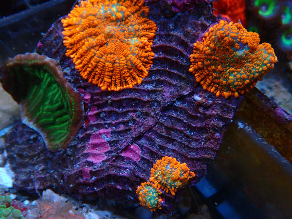 Rhodactis rock