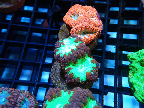 Monsoon Aquatics Blastomussa Frag