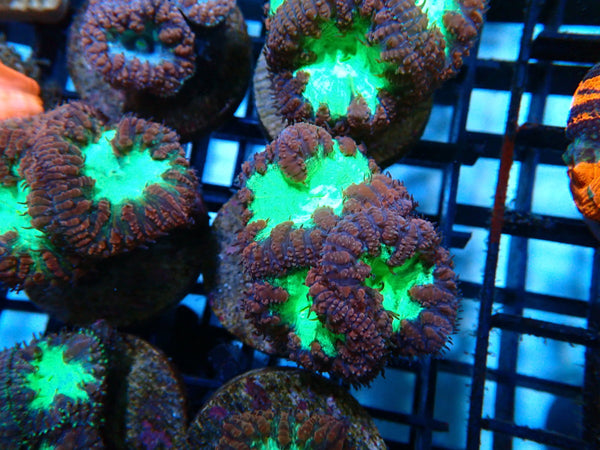 Monsoon Aquatics Blastomussa Frag