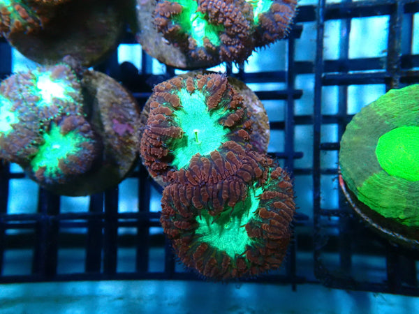 Monsoon Aquatics Blastomussa Frag