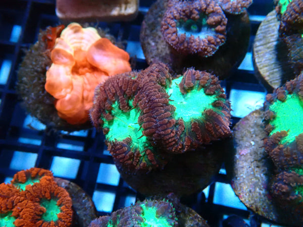 Monsoon Aquatics Blastomussa Frag