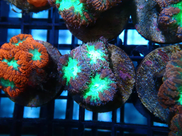 Monsoon Aquatics Blastomussa Frag