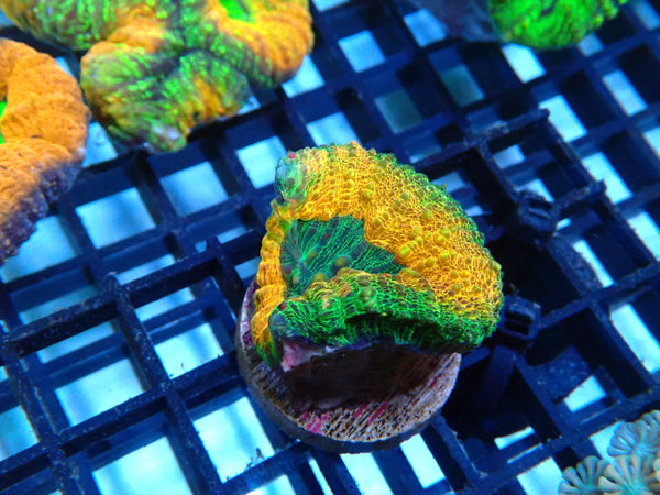 Monsoon Aquatics Ultra Lobo Frag