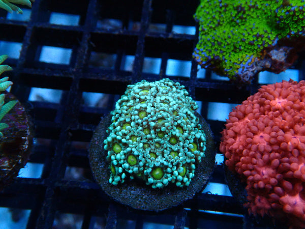 Goni Frag yellow eye
