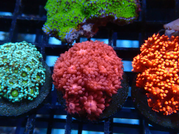 Goni Frag pink