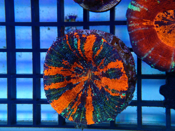 Ultra Scoly medium Unique