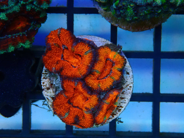 Monsoon Aquatics Ultra Acan Frag