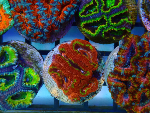 Monsoon Aquatics Rainbow/Unique Acan Frag