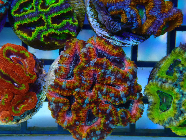 Monsoon Aquatics Rainbow/Unique Acan Frag