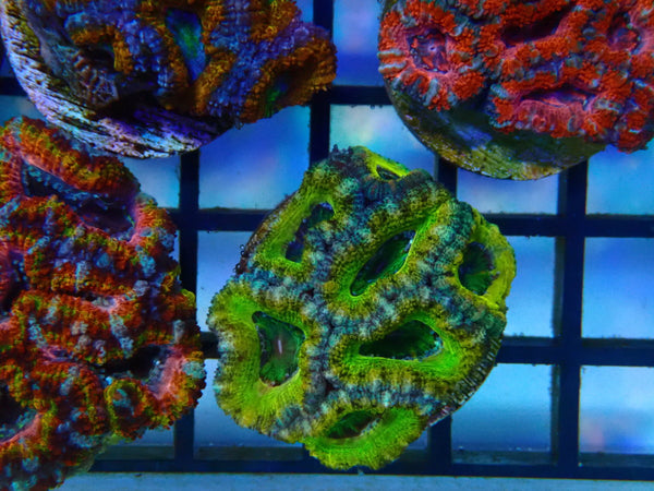 Monsoon Aquatics Ultra Acan Frag