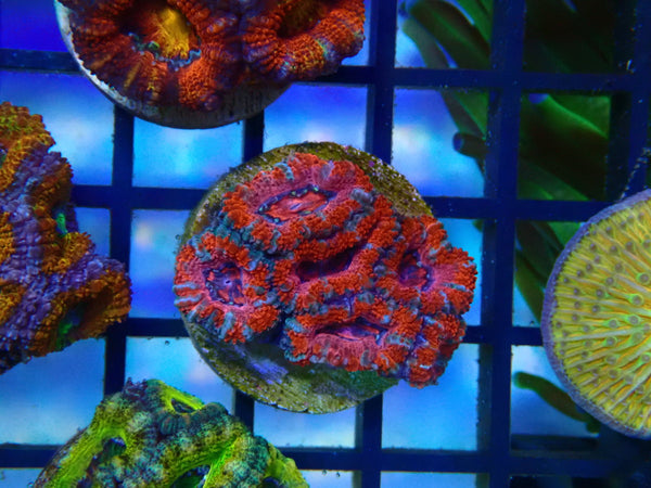 Monsoon Aquatics Ultra Acan Frag