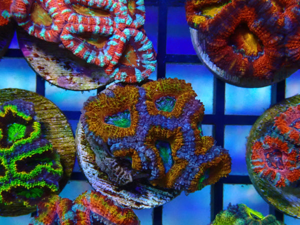 Monsoon Aquatics Ultra Acan Frag