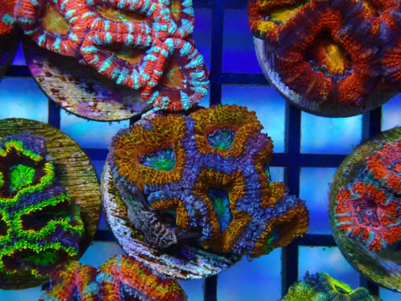 Monsoon Aquatics Ultra Acan Frag